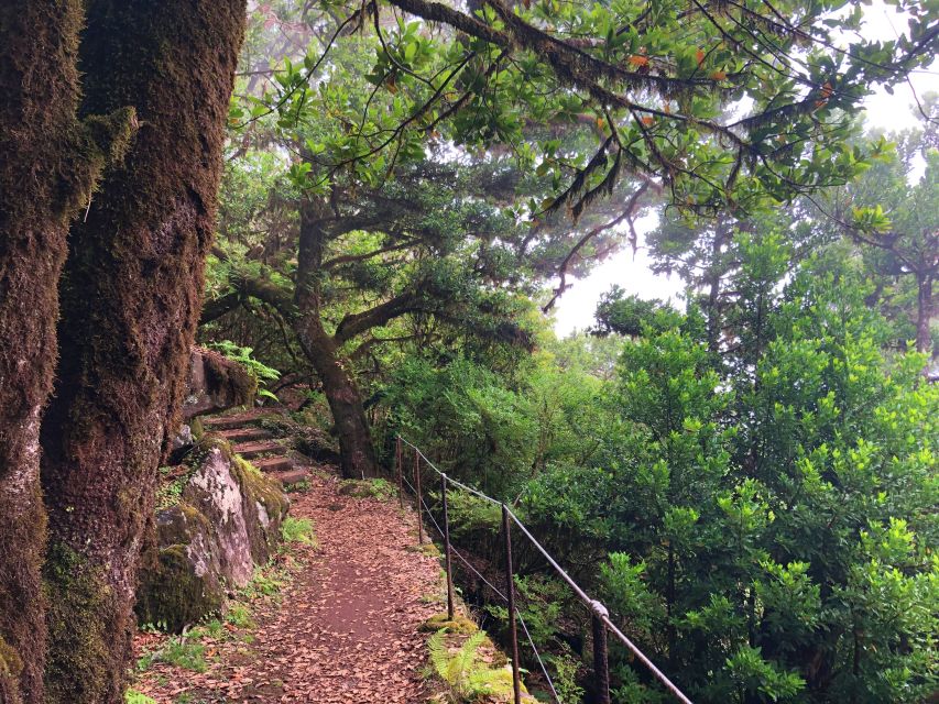 Madeira: Private Guided Vereda do Fanal Walk PR13 - Why Vereda do Fanal Feels Special on Madeira’s Paul da Serra