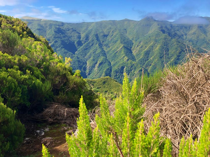 Madeira: Private Guided Vereda do Fanal Walk PR13 - The 10 km Route: Assobiadores to Fanal in About 5 Hours