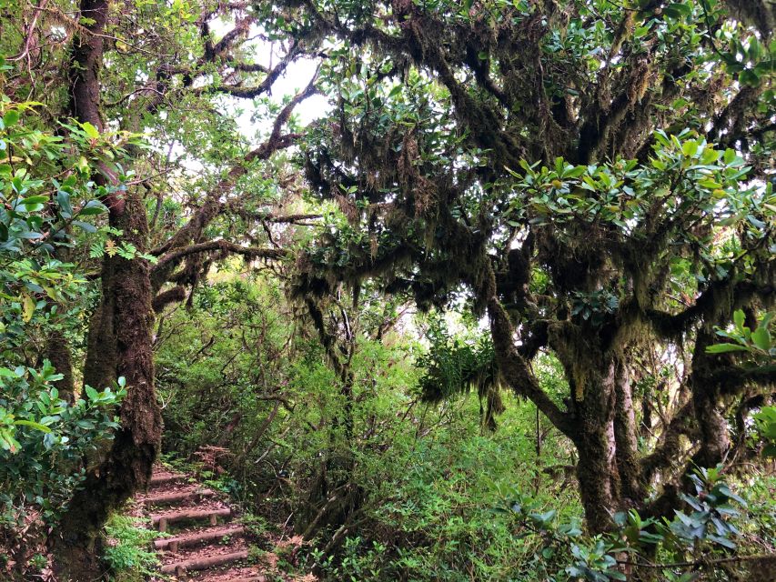 Madeira: Private Guided Vereda do Fanal Walk PR13 - Private Pickup, Wi-Fi on Board, and a 5-hour Rhythm