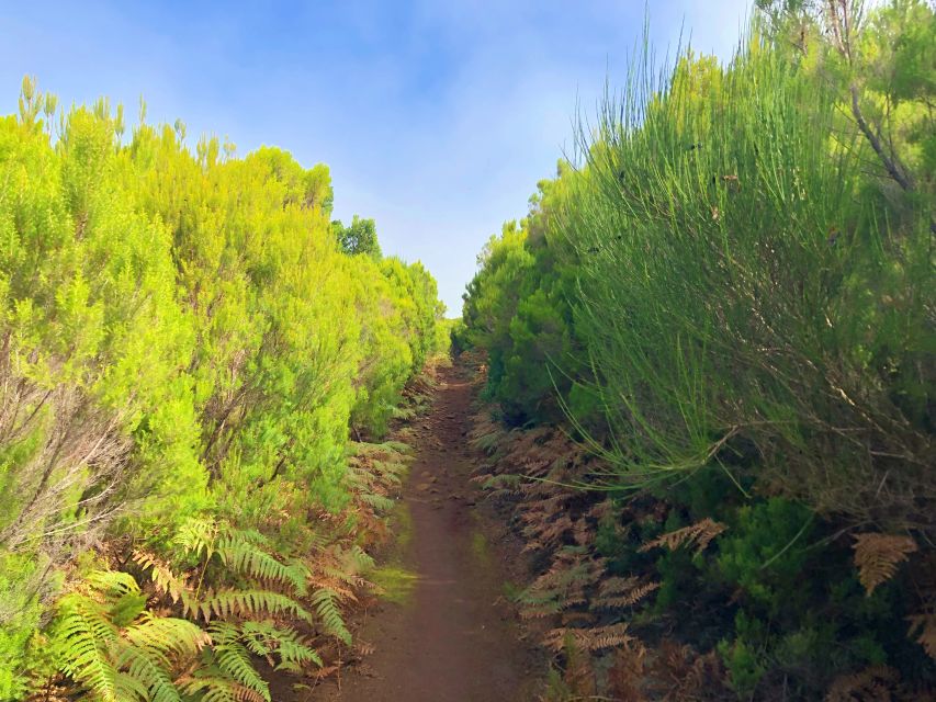 Madeira: Private Guided Vereda do Fanal Walk PR13 - Altitude and Weather: What You Need for 1156 to 1424 Meters