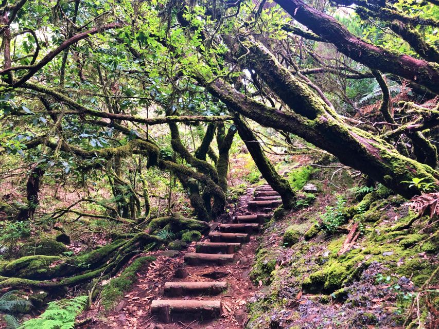 Madeira: Private Guided Vereda do Fanal Walk PR13 - Price and Value: Is $141 Worth a Private Hike Day?