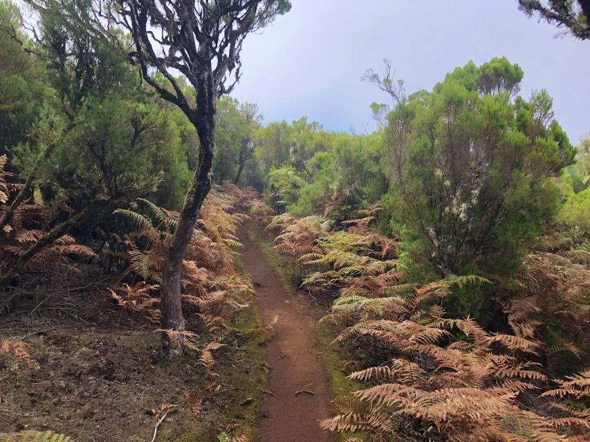 Madeira: Private Guided Vereda do Fanal Walk PR13 - Who Should Book This Walk (and Who Should Skip It)