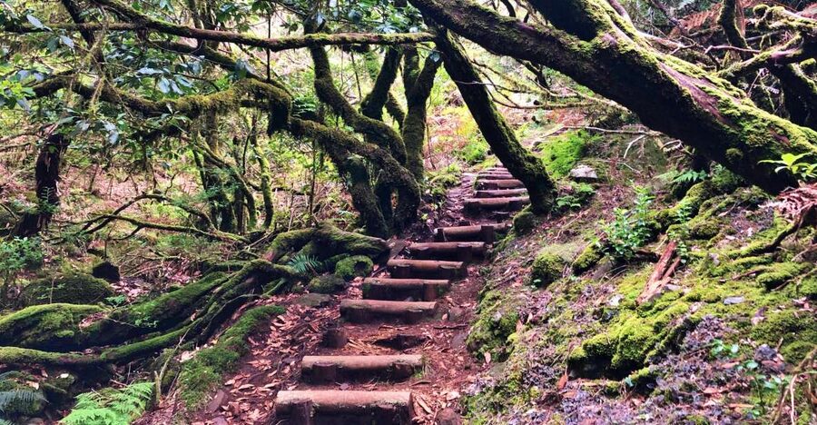 Madeira: Private Guided Vereda do Fanal Walk PR13 - Small Rules That Matter: Staying Comfortable and Safe