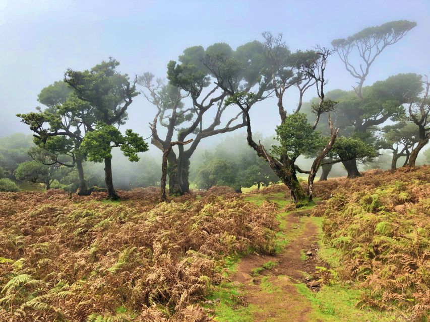 Madeira: Private Guided Vereda do Fanal Walk PR13 - Laurissilva Forest: The Walk’s Cool, Green Middle Section