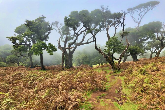 Madeira: Private Guided Walk Vereda Fanal PR13 - Ribeira da Janela viewpoints: the pay-off moments