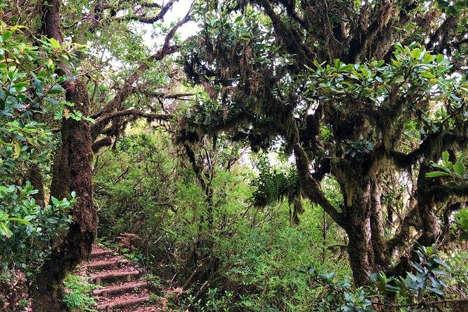 Madeira: Private Guided Walk Vereda Fanal PR13 - Pickup, timing, and how to plan a five-hour day