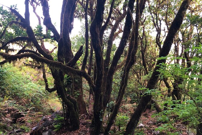 Madeira: Private Guided Walk Vereda Fanal PR13 - What to wear in Madeira: weather-proofing without overthinking it