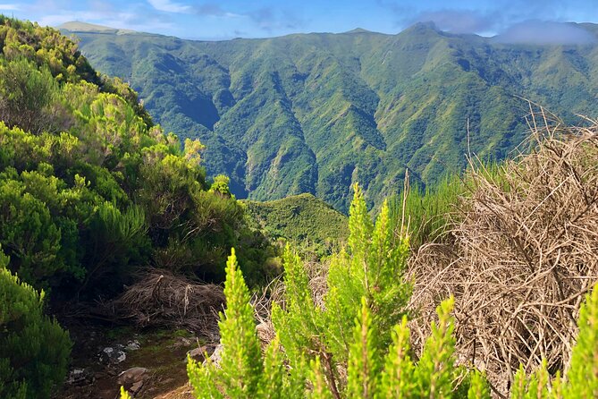 Madeira: Private Guided Walk Vereda Fanal PR13 - Price and value: is $104.11 per person a fair deal?