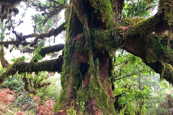 Madeira: Private Guided Walk Vereda Fanal PR13 - Small rules that affect comfort during the day