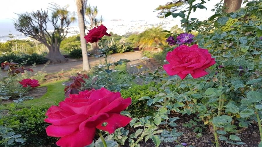 Madeira: Private Half-Day Guided Gardens Tour - How the private guide changes the whole experience