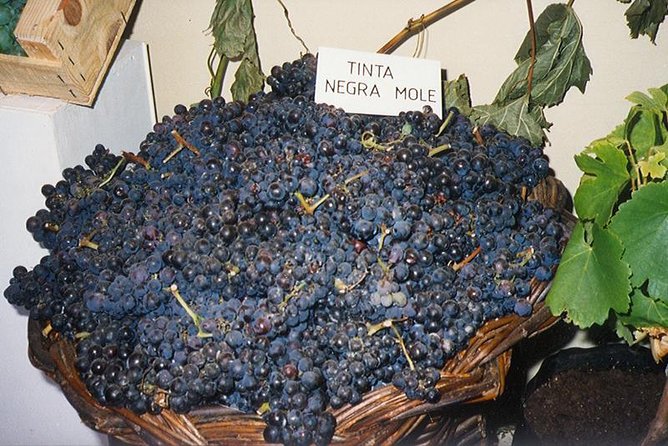 Madeira: Private Half-Day Wine Tasting Tour - Price and value: is $200 for up to 2 a good deal?