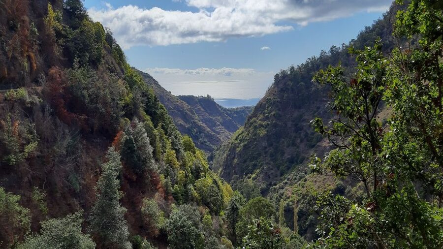 Madeira: Private Moinhos Levada Nova Walk Ponta do Sol - Views, Birds, Fauna, and Endemic Plants: The Nature Payoff Is Real