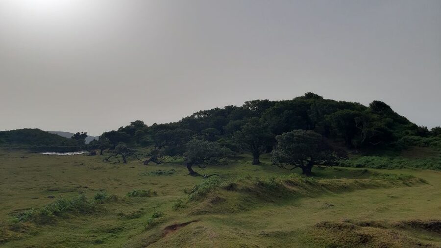Madeira: Private Tour of Fanal Forest - Key highlights that make this tour worth your time