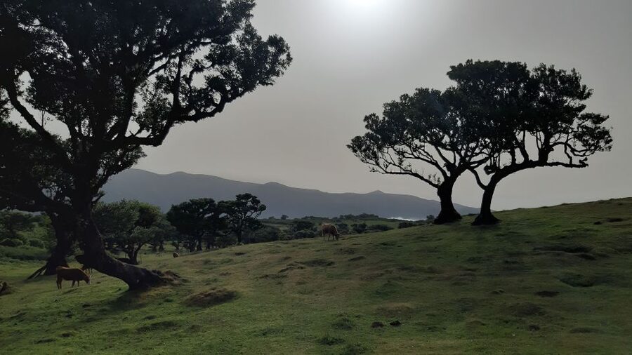 Madeira: Private Tour of Fanal Forest - Who this Madeira private Fanal Forest tour is best for