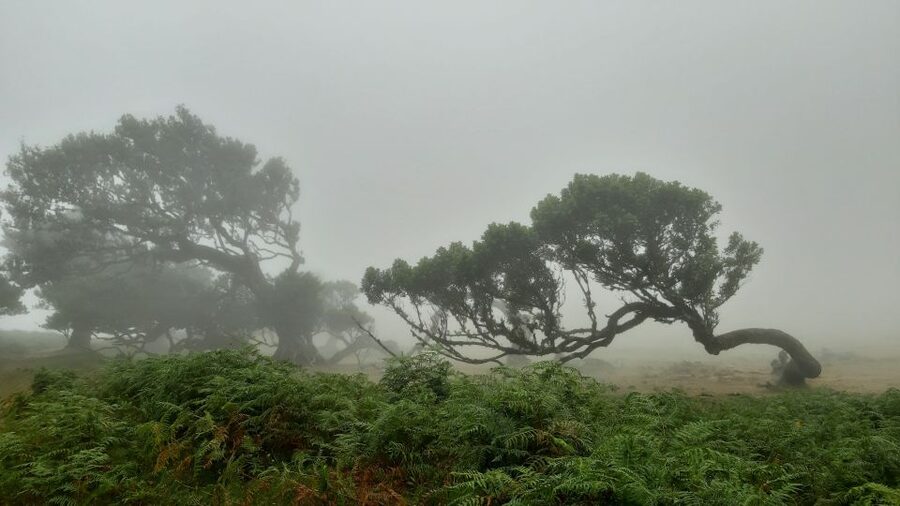 Madeira: Private Tour of Fanal Forest - Fanal Forest, UNESCO trees, and what you’re really buying for $188