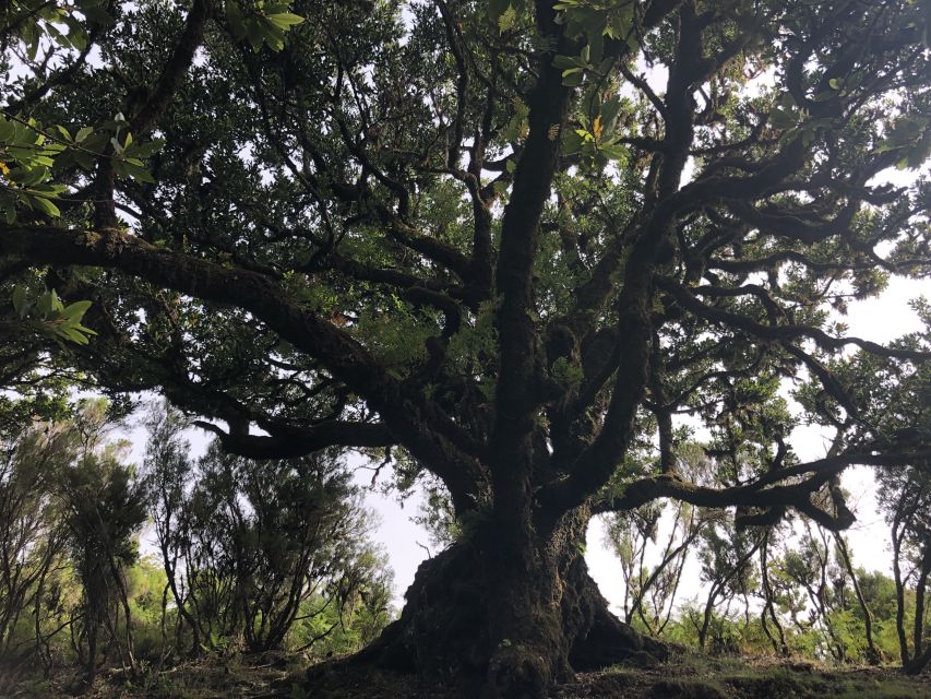 Madeira: Private Tour of Fanal Forest - Walking the Laurisilva: UNESCO forest time with the right kind of pace