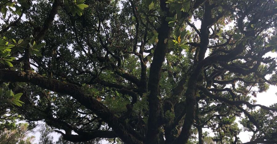 Madeira: Private Tour of Fanal Forest - The centenary Tis Trees stop, and why the guide’s plant talk is the point