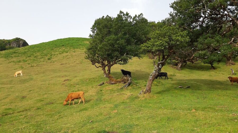Madeira: Private Tour of Fanal Forest - Private guide benefits: languages, prompt pickup, and a safe driving vibe