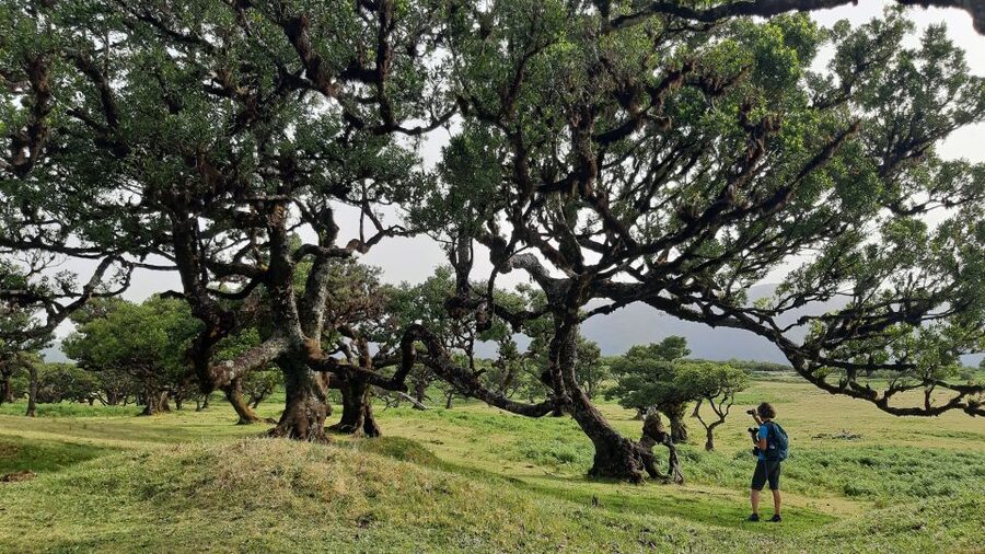 Madeira: Private Tour of Fanal Forest - Price and logistics: how this half-day compares in practical terms