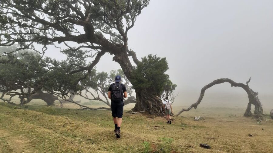 Madeira: Private Tour of Fanal Forest - What to bring and the rules that keep the experience respectful