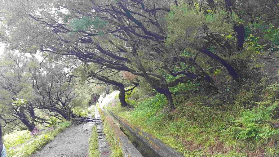 Madeira: Private Walking Tour of Levada das 25 Fontes PR6 - Price and Value: Is $117 Per Person Fair?