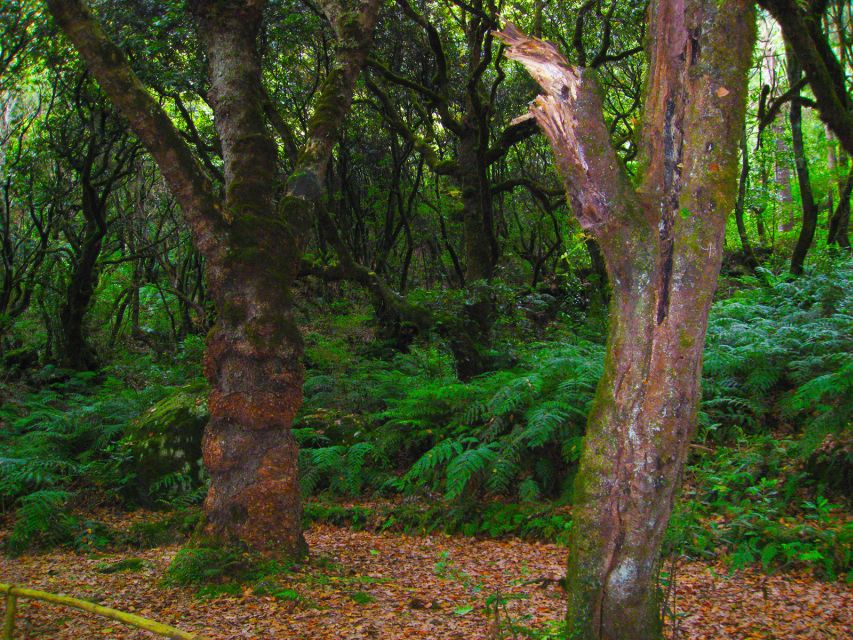 Madeira: Queimadas, Caldeirão Verde and Levada Walk - Who This Tour Suits, and Who Might Want a Different Option