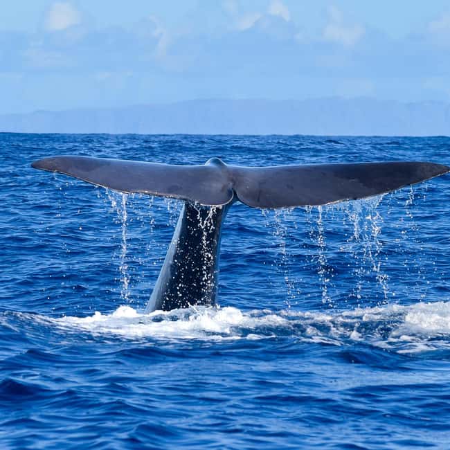 Madeira: Responsible Whales and/or Dolphins Watching Tour - Key highlights at a glance