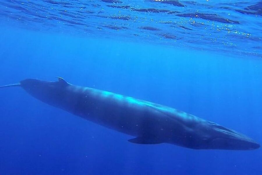 Madeira: Responsible Whales and/or Dolphins Watching Tour - Comfort, safety, and who this tour is not for