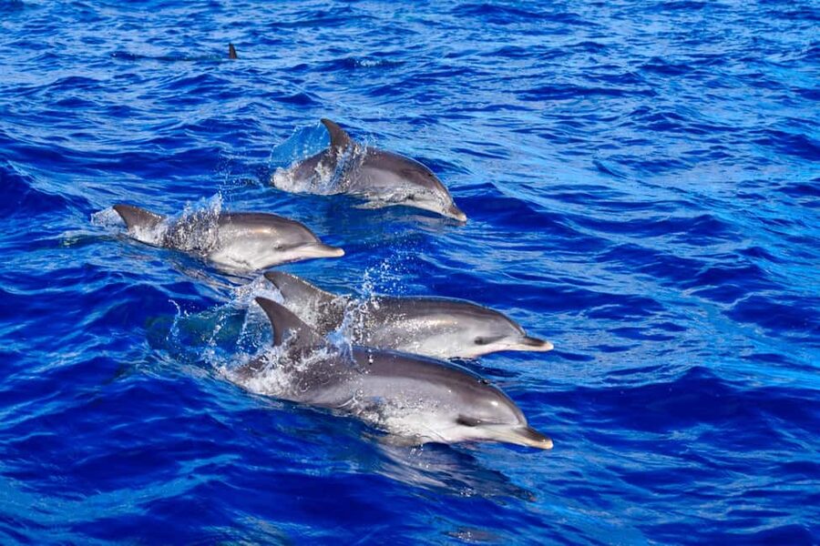 Madeira: Responsible Whales and/or Dolphins Watching Tour - Madeira’s Atlantic waters, why this trip works