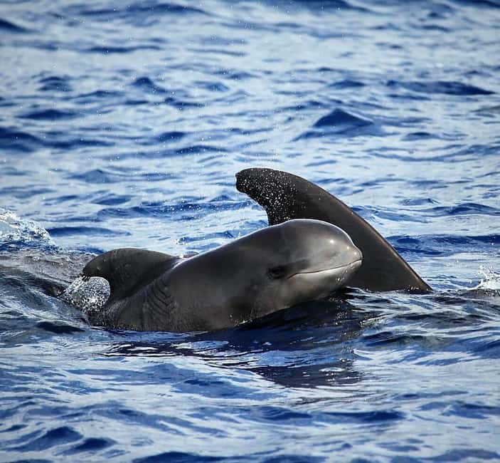 Madeira: Responsible Whales and/or Dolphins Watching Tour - Funchal logistics: new marina, door 4, and why timing matters