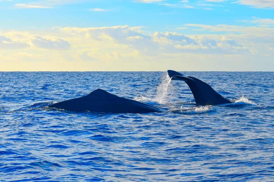 Madeira: Responsible Whales and/or Dolphins Watching Tour - The 2-hour RIB ride: fun, fast, and sometimes bumpy