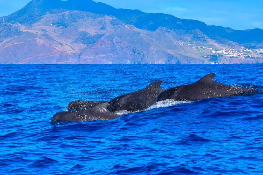 Madeira: Responsible Whales and/or Dolphins Watching Tour - Spotters and science: how sightings get better than luck