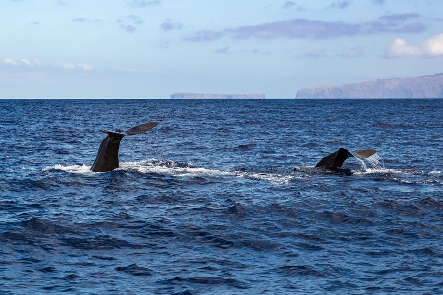 Madeira: Responsible Whales and/or Dolphins Watching Tour - Whales and dolphins you might see around Madeira