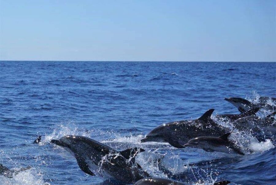 Madeira: Responsible Whales and/or Dolphins Watching Tour - Bonus wildlife beyond cetaceans