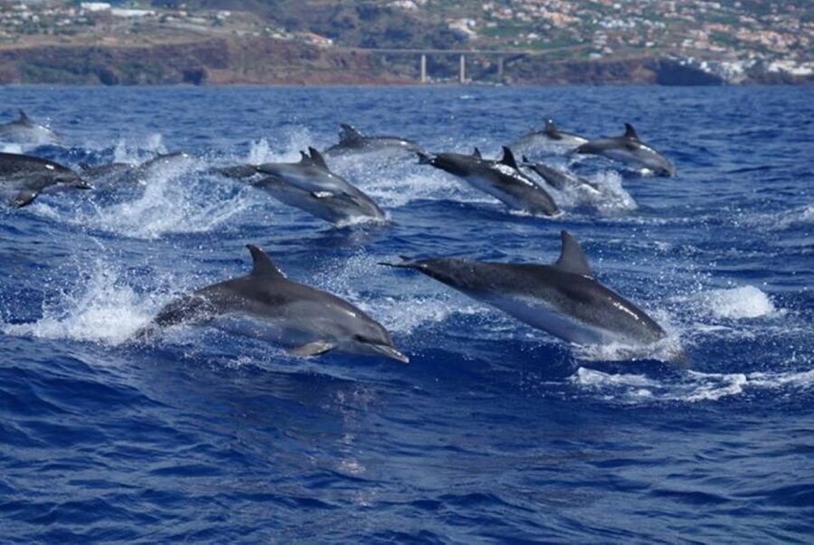 Madeira: Responsible Whales and/or Dolphins Watching Tour - Guides onboard: marine biologists, real stories, and practical info