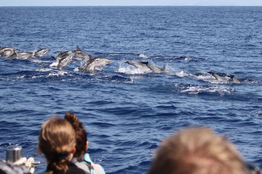 Madeira: Responsible Whales and/or Dolphins Watching Tour - Responsible watching rules that change the whole vibe