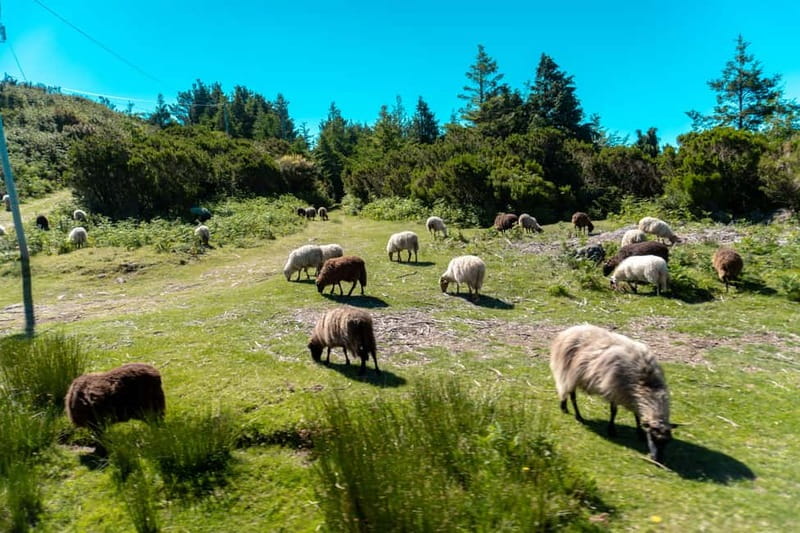 Madeira: Santana Jeep Safari and Referta Levada Walk - Pico do Arieiro: The Fast Track to Big Views (and Wind)