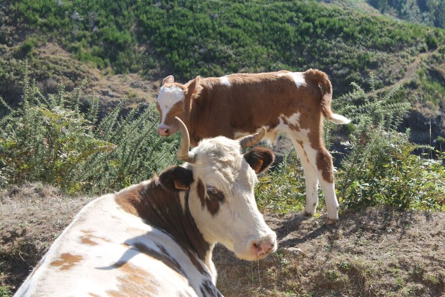 Madeira : Southwest coast, Run & Anjo´s Waterfall 4x4 Tour - Between scenic drives and guided lessons, the tour keeps momentum