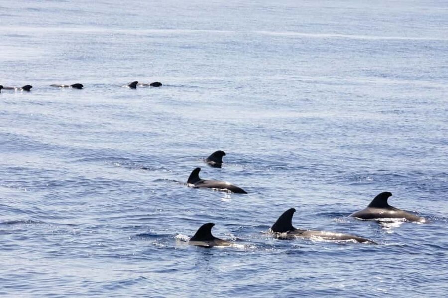 Madeira: Sunset Cruise With a Swim and Drink - Meeting point and practical logistics that save time