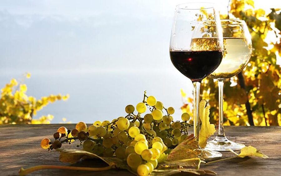 Madeira: Vineyard Tour w/ Wine Tasting & Skywalk - São Vicente vineyard time: enologist-led wine culture you can ask questions about