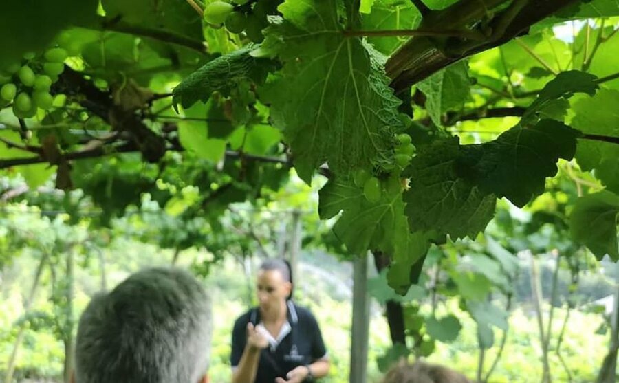 Madeira: Vineyard Tour w/ Wine Tasting & Skywalk - Rain, walking pace, and why shoes matter more than you think