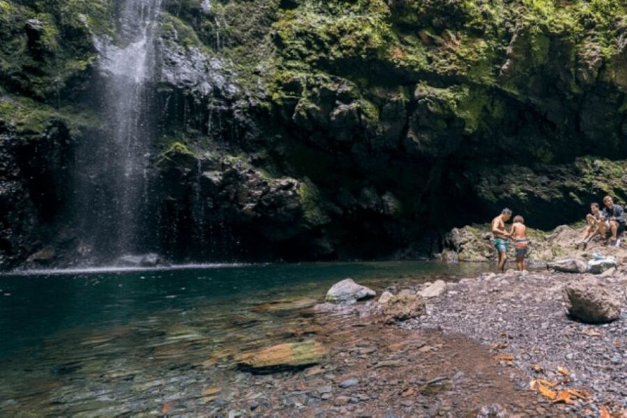 Madeira: Walking Tour - Queimadas / Caldeirão Verde - Laurel forest and Madeira birds: what makes the greenery meaningful