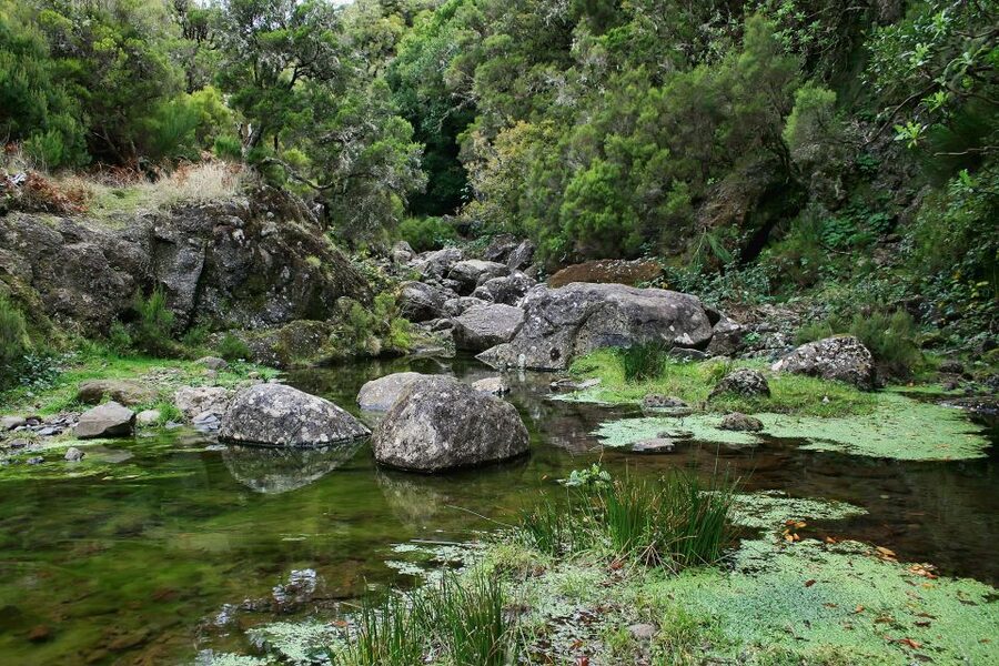 Madeira Walks - Rabaçal and the 25 Fountains - Guide style: caring pacing, plant talk, and safety that feels real