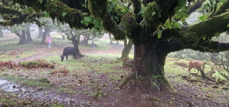 Madeira West Island Full-Day Tour with Fanal Forest - Guides and pacing: the small details that make or break the day