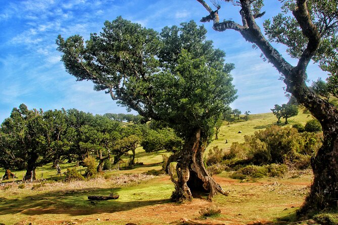 Madeira West Porto Moniz pools - Enchanted Terraces Fanal Unesco - Fanal UNESCO Laurisilva: misty forest walks and the witch tree stop