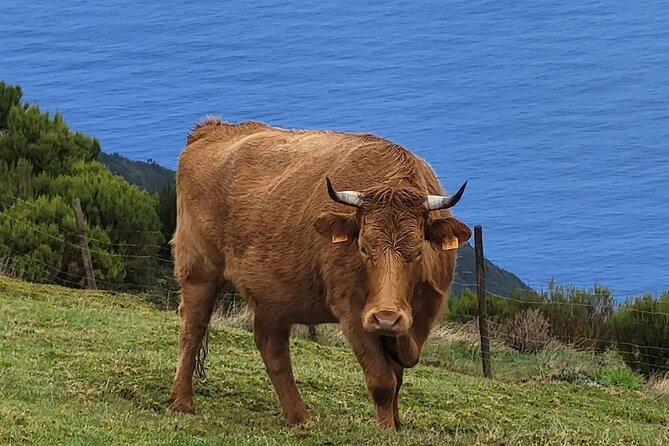 Madeira West side: Cabo Girão, Seixal & more – Full Day Tour - Levada do Paul da Serra and poncha, a high-plateau pause