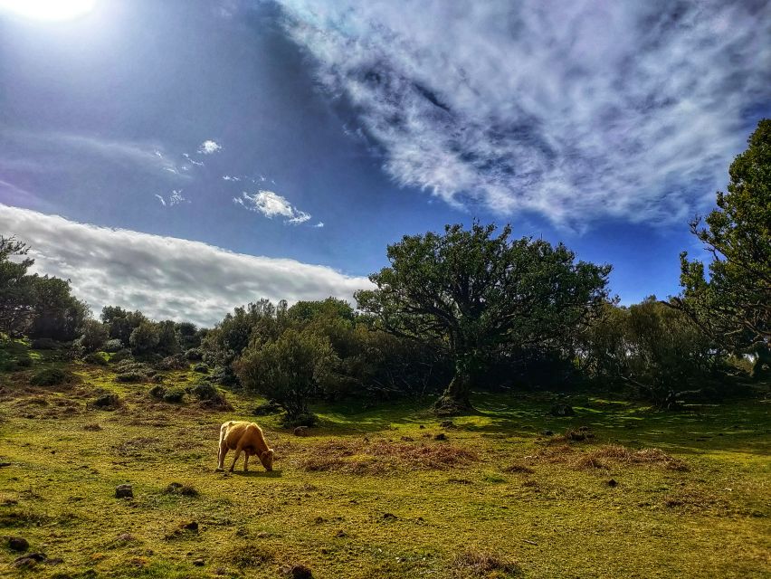 Madeira: Western Madeira Guided Trip & Fanal Mystic Forest - Key Highlights You’ll Feel Immediately