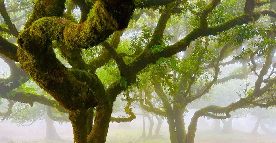Madeira: Western Madeira Guided Trip & Fanal Mystic Forest - Câmara de Lobos Start: Fishing-Port Color and Poncha Culture