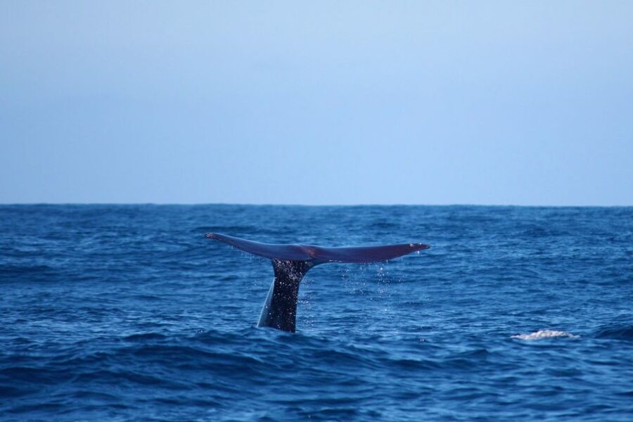 Madeira: Whale and Dolphin Watching Private Cruise - Whale and dolphin spotting, how it actually works