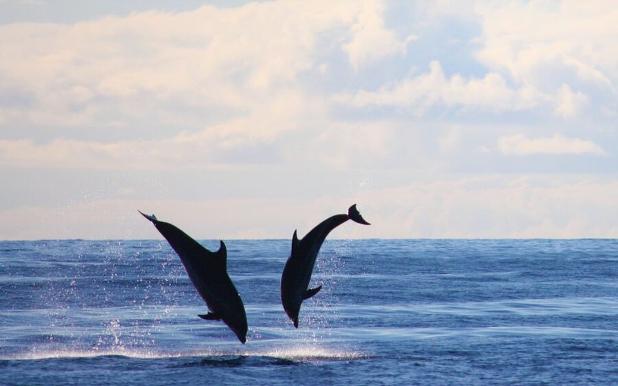 Madeira: Whale and Dolphin Watching Private Cruise - The swim and snorkeling break in crystal-clear water